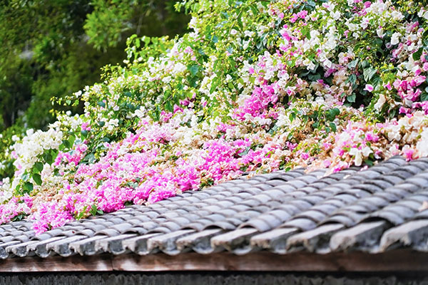 花融古村 文旅共生——华侨城甘坑古镇以三角梅激活湾区文旅新活力 花融古村 文旅共生——华侨城甘坑古镇以三角梅激活湾区文旅新活力